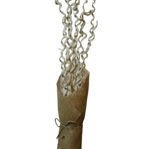 Kamboi Spiral Natural Bleached