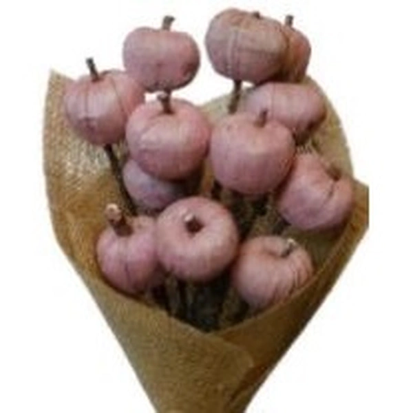 Pink Apple Coral Pink