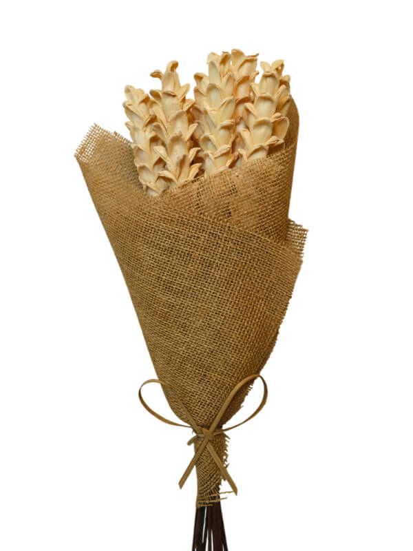 Shola Corn Corn Yellow