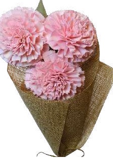 Carnation 6" Coral Pink