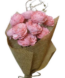 Cedar Rose Coral Pink