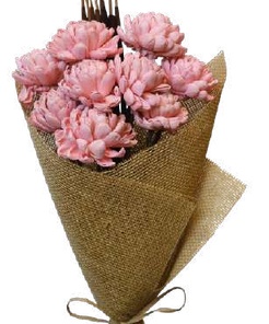 Chrysanthemum Coral Pink