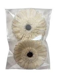 Germini Flower White