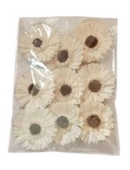 Germini Flower White