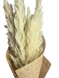 Pampas White Natural