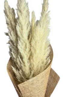 Pampas White Natural