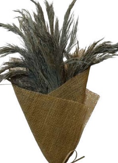 Pampas Wooly Sage Green
