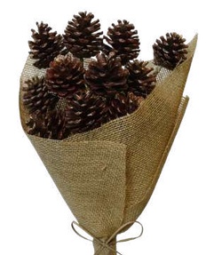 Pine Cone Red