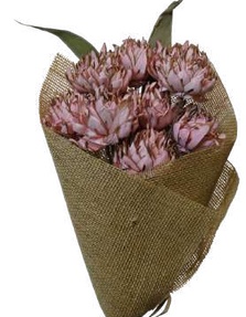 Spike Flower Skin Coral Pink