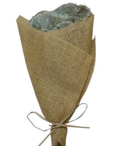 Sponge Mushroom Sage Green