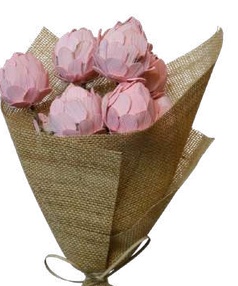 White Cabbage Coral Pink