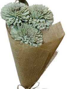 Zinnia Flower Sage Green