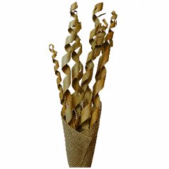 Palm Roll Rust