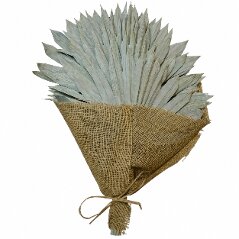 Palm Sun Spear Sage Green