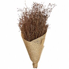 Parsi Grass Old Pink