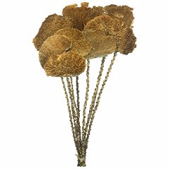 Sponge Mushroom Natural