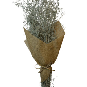 Sage green alpha grass