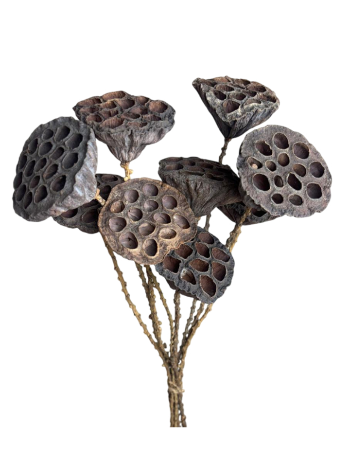 White wash lotus pod