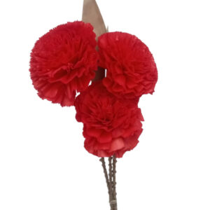 dark red carnation