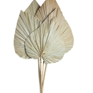 Natural XL palm spear