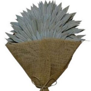Grey palm sun spear