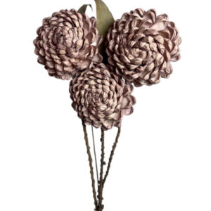 Old pink chrysanthemum