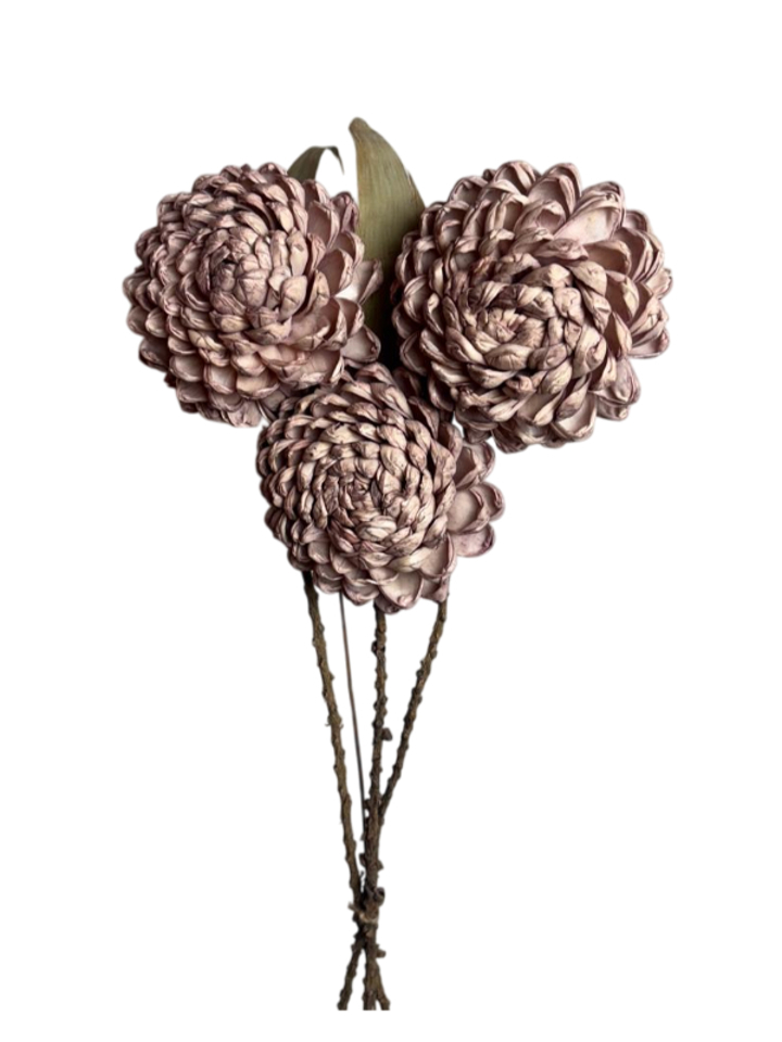 Old pink chrysanthemum