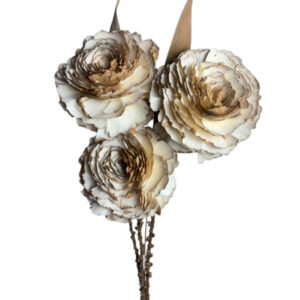 White cedar rose