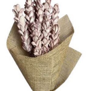 Old pink shola corn