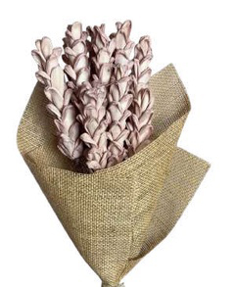 Old pink shola corn