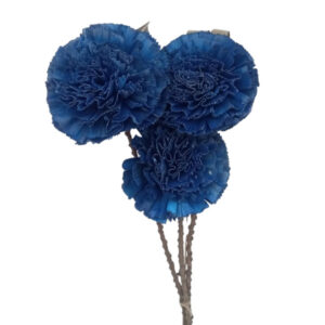 Blue carnation