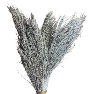 grey palm jhat