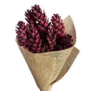 Red strobus pine