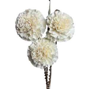 Bigger white carnation