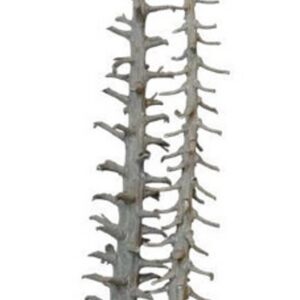 Natural rib stick