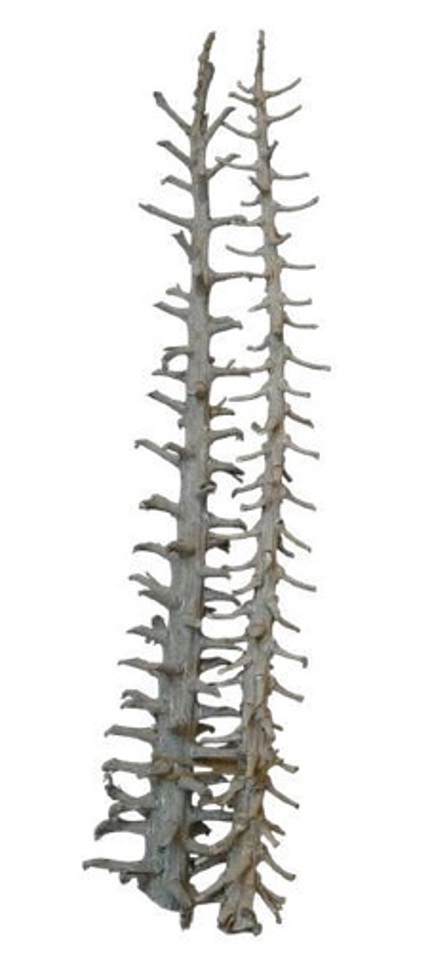 Natural rib stick