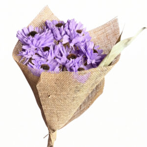 lavender germini flower with leaves