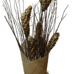 Gold strobus pine willow branch