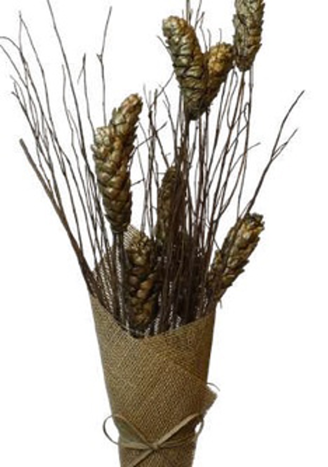 Gold strobus pine willow branch