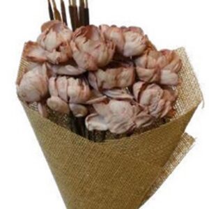 Old pink peony flower