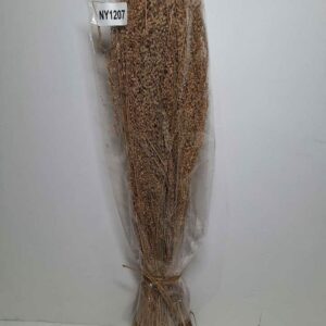 Peach star grass