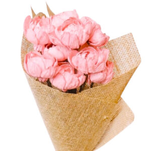 coral pink peony rose with leaves