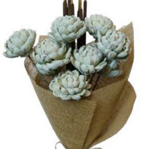 sage green chrysanthemum skin