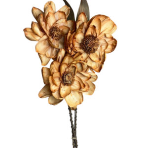 Rust peony flower sixfold