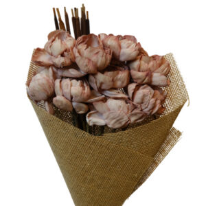 old pink peony flower tingle