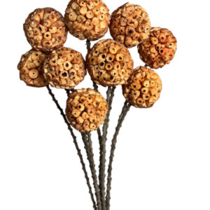 Rust shola ata ball