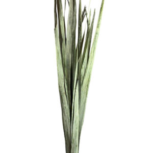 Sage green sun palm leaves