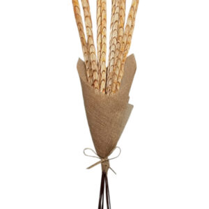 Rust shola feather