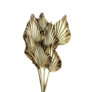 burnt edges palm spear