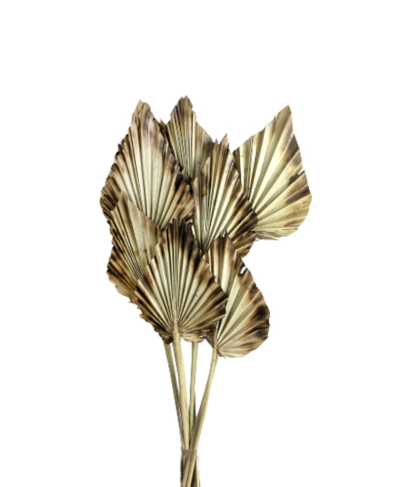 burnt edges palm spear